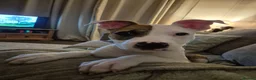 Mixed Breed dogs for sale: Bruce - Advert 10