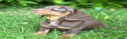 Miniature Dachshund dogs for sale: Gorgeous KC registered Minature Daxi puppies  - Advert 6