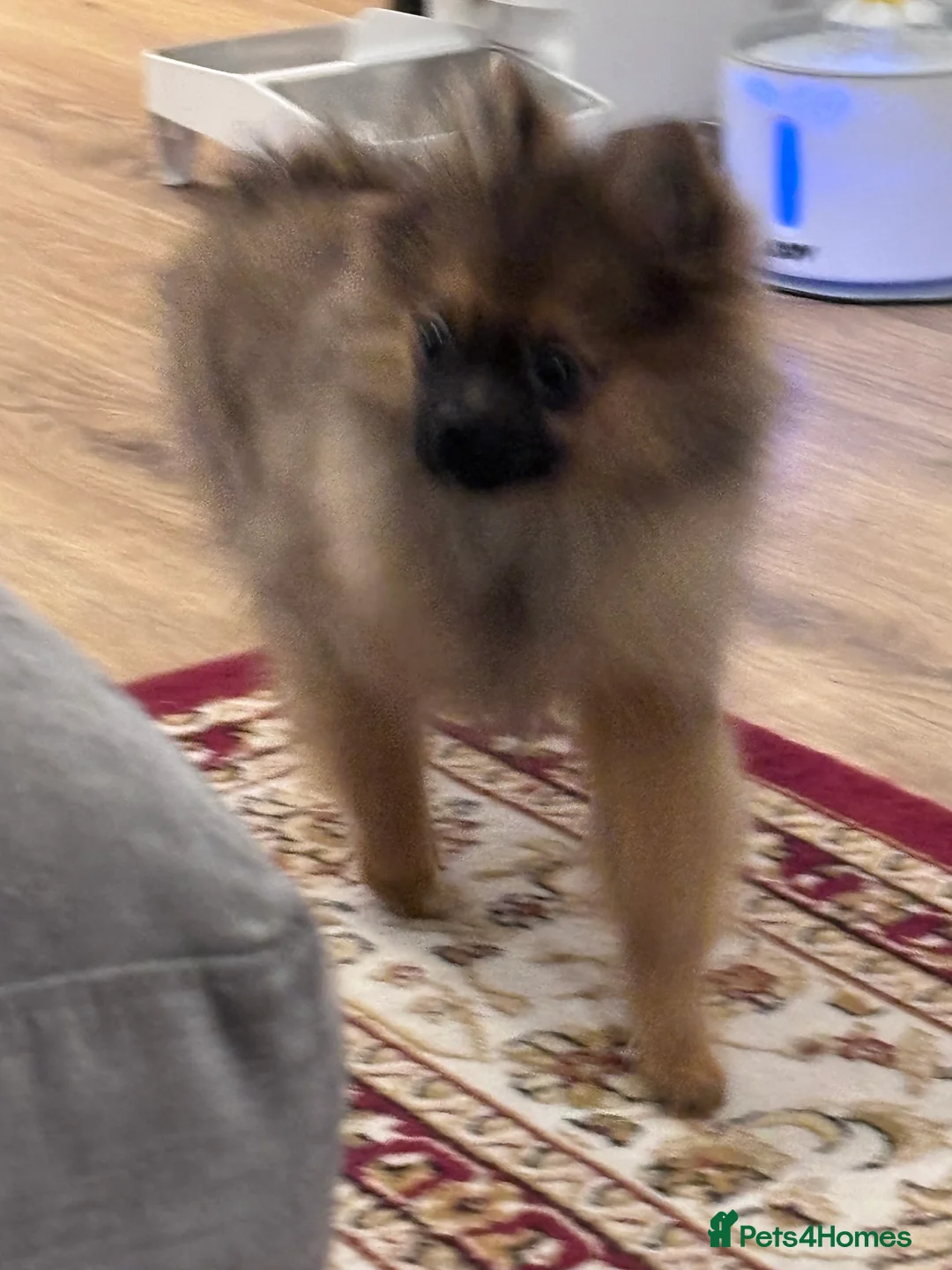 Pomeranian dogs for sale: 🐾 Stunning Male Pomeranian Puppy – £1,750 🐾 - Advert 8