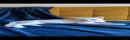 Domestic Shorthair cats for sale: Beautiful Kitten needs new home - Advert 6