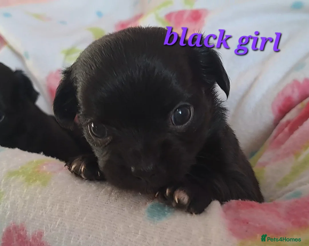 Chihuahua dogs for sale: 10 week old male long coat chihuahua pup - Advert 28