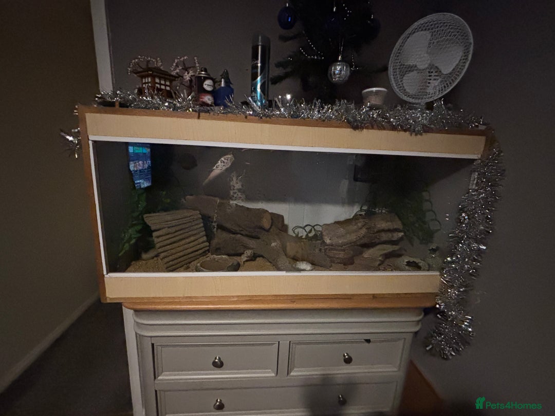 Leopard Gecko reptiles for sale: Leopard gecko called gizmo - Advert 6