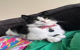 Mixed Breed cats for sale: Loving friendly cat for sale  - Image 1