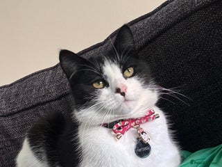 Mixed Breed cats - Advert 2