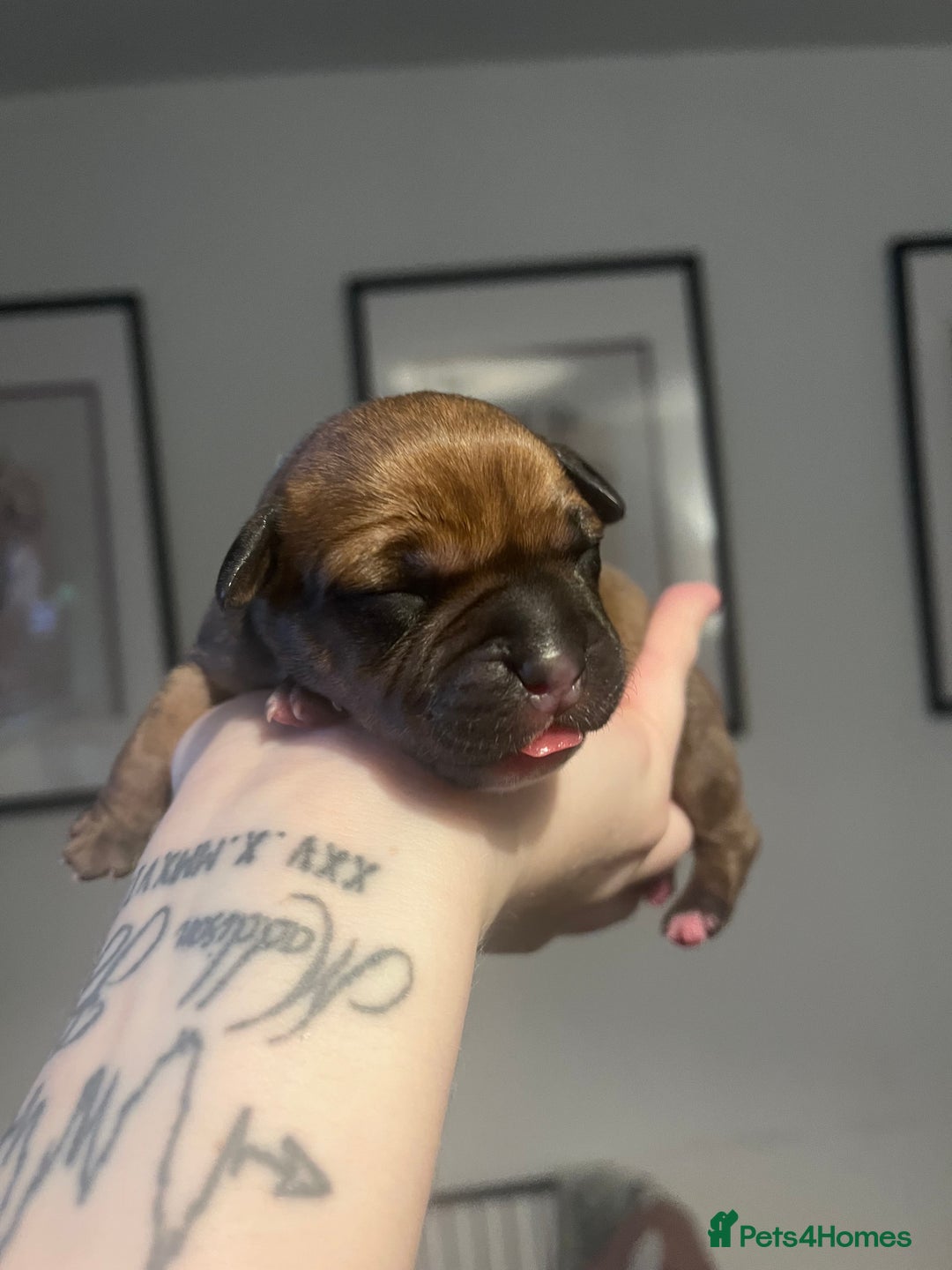 Staffordshire Bull Terrier dogs for sale: Red staffy pups  - Advert 15