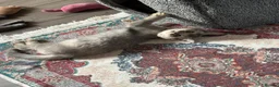 British Shorthair cats for sale: British shorthair kittens  - Advert 7