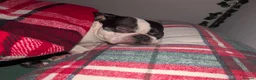 Boston Terrier dogs for stud: Harley - Boston Terrier - 7 Years Old in Stockton-on-Tees - Advert 18