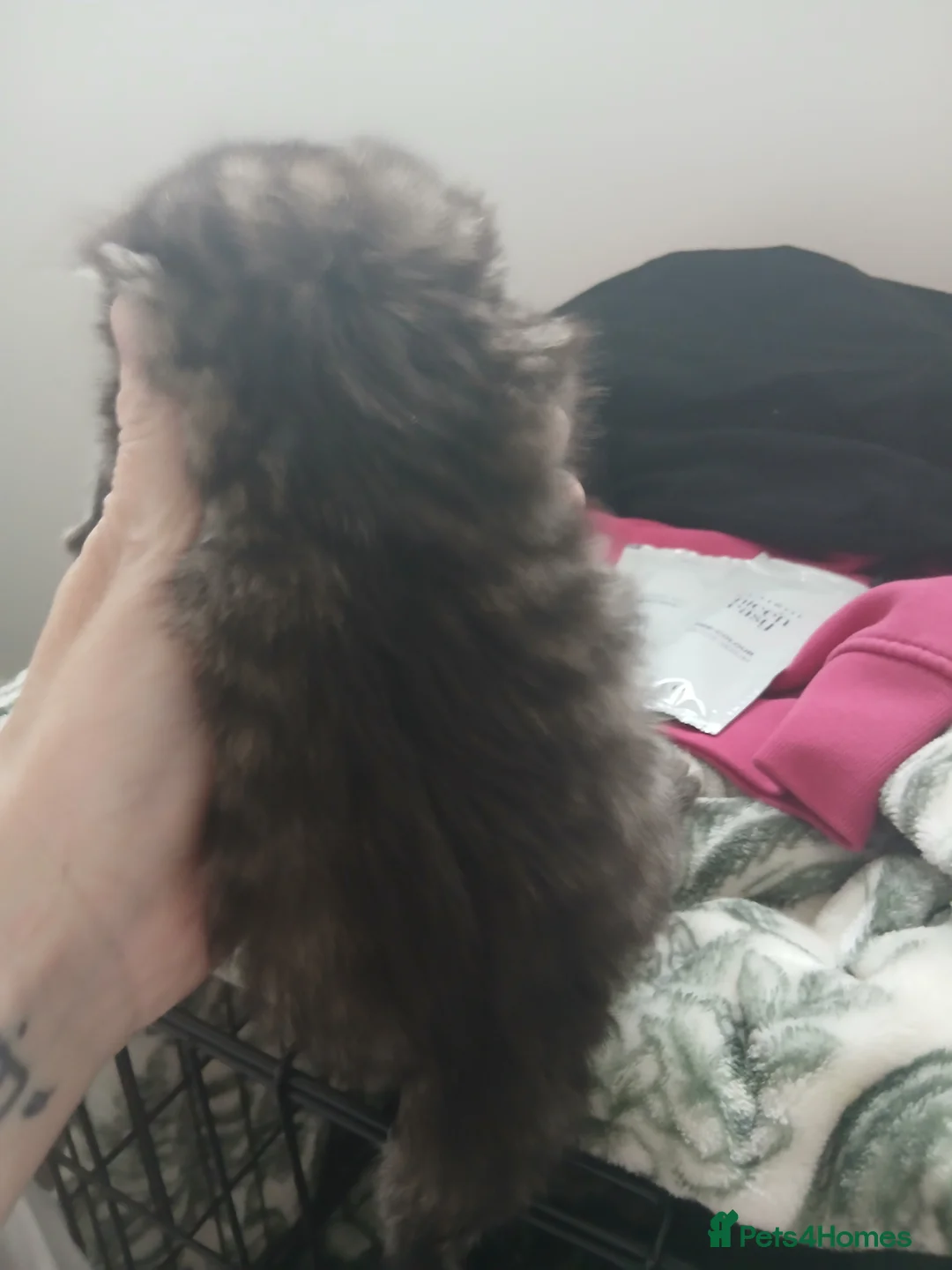 Mixed Breed cats for sale: Blue Russian x  - Advert 2