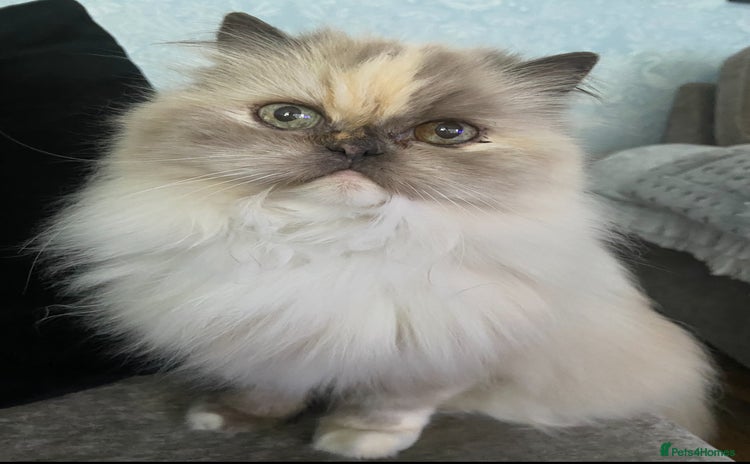 Ragdoll cats - Advert 4
