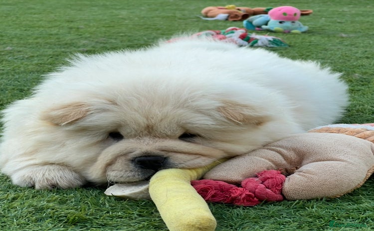 Chow Chow dogs - Advert 2