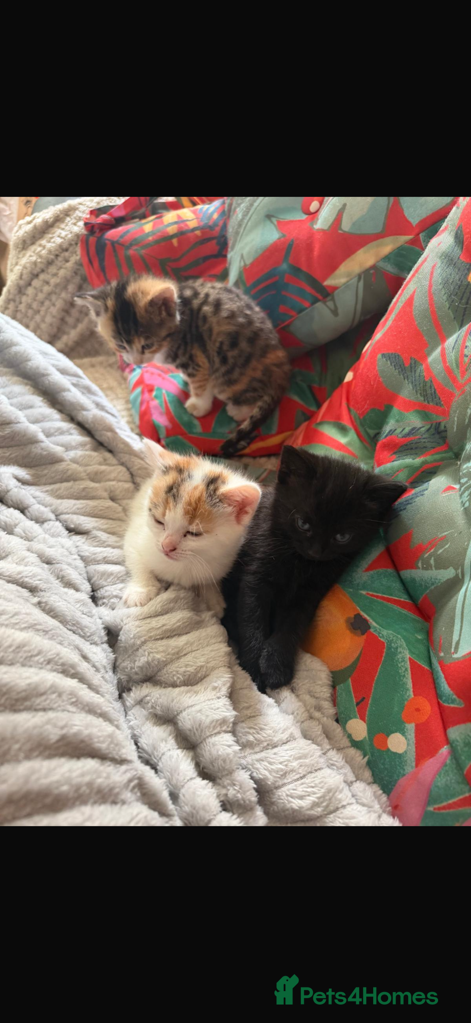 Mixed Breed cats Kittens for sale - Advert 12