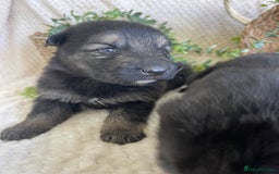 German Shepherd dogs for sale: STUNNING DNA TESTED GERMAN SHEPHERDS - Image 8