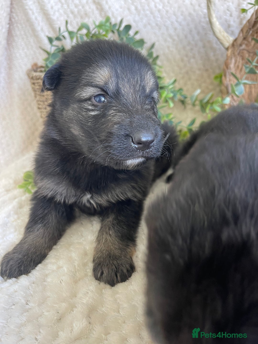 German Shepherd dogs for sale: STUNNING DNA TESTED GERMAN SHEPHERDS - Image 8
