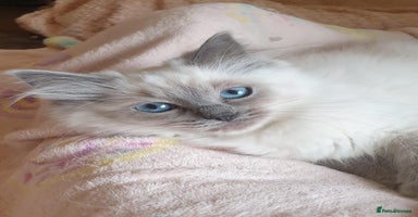 Ragdoll cats - Advert 3