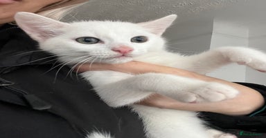 Mixed Breed cats - Advert 15