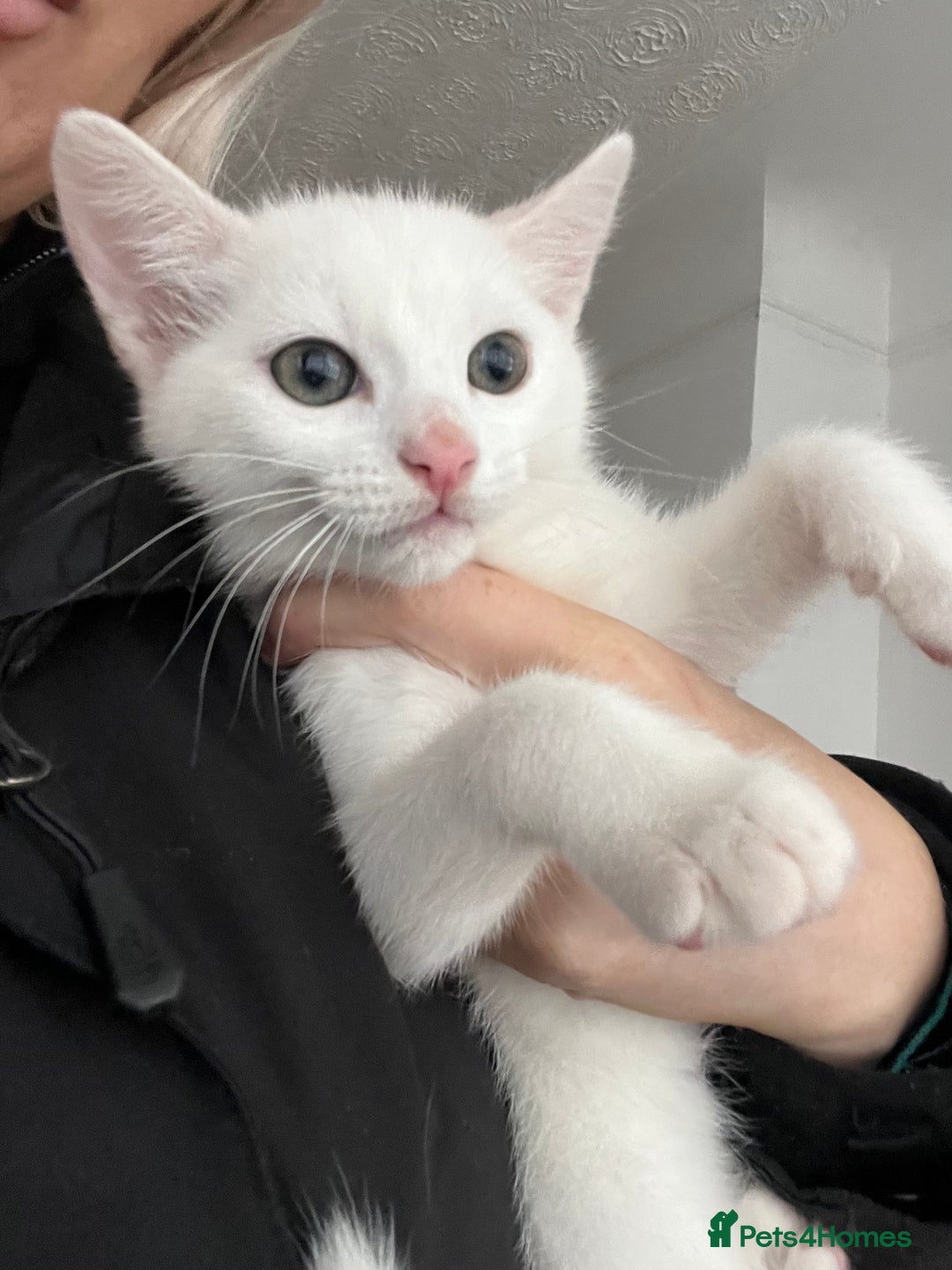 Mixed Breed cats for sale: 3 kittens ready for loving home - Image 3