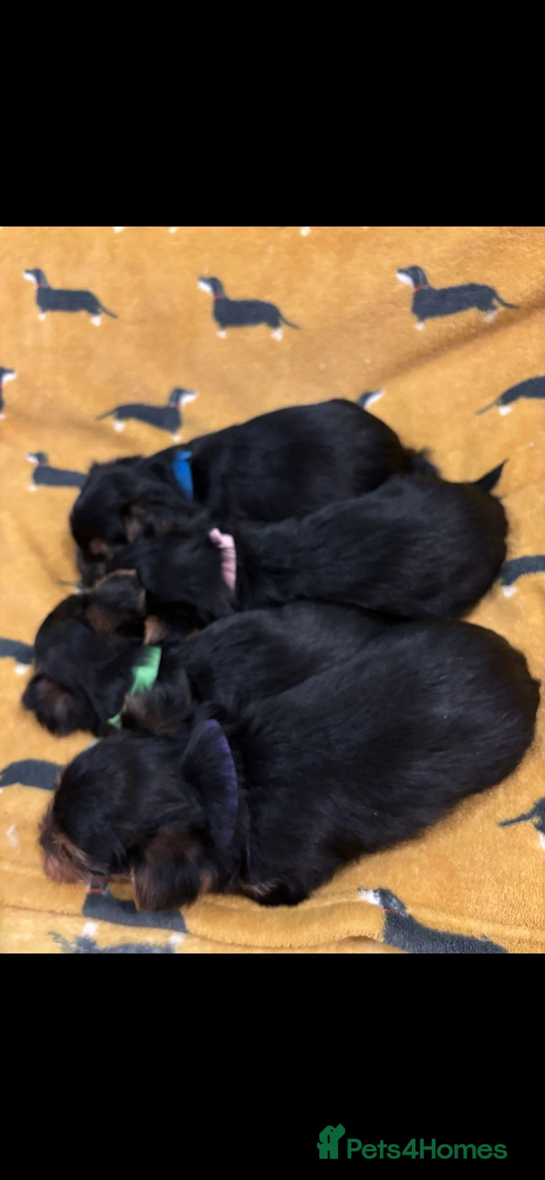 Yorkshire Terrier dogs for sale: 4 Stunning Miniature Yorkshire terriers for sale  - Advert 7