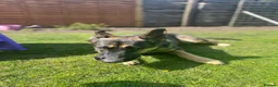 German Shepherd dogs for sale: Skye German shepherd  - Advert 4