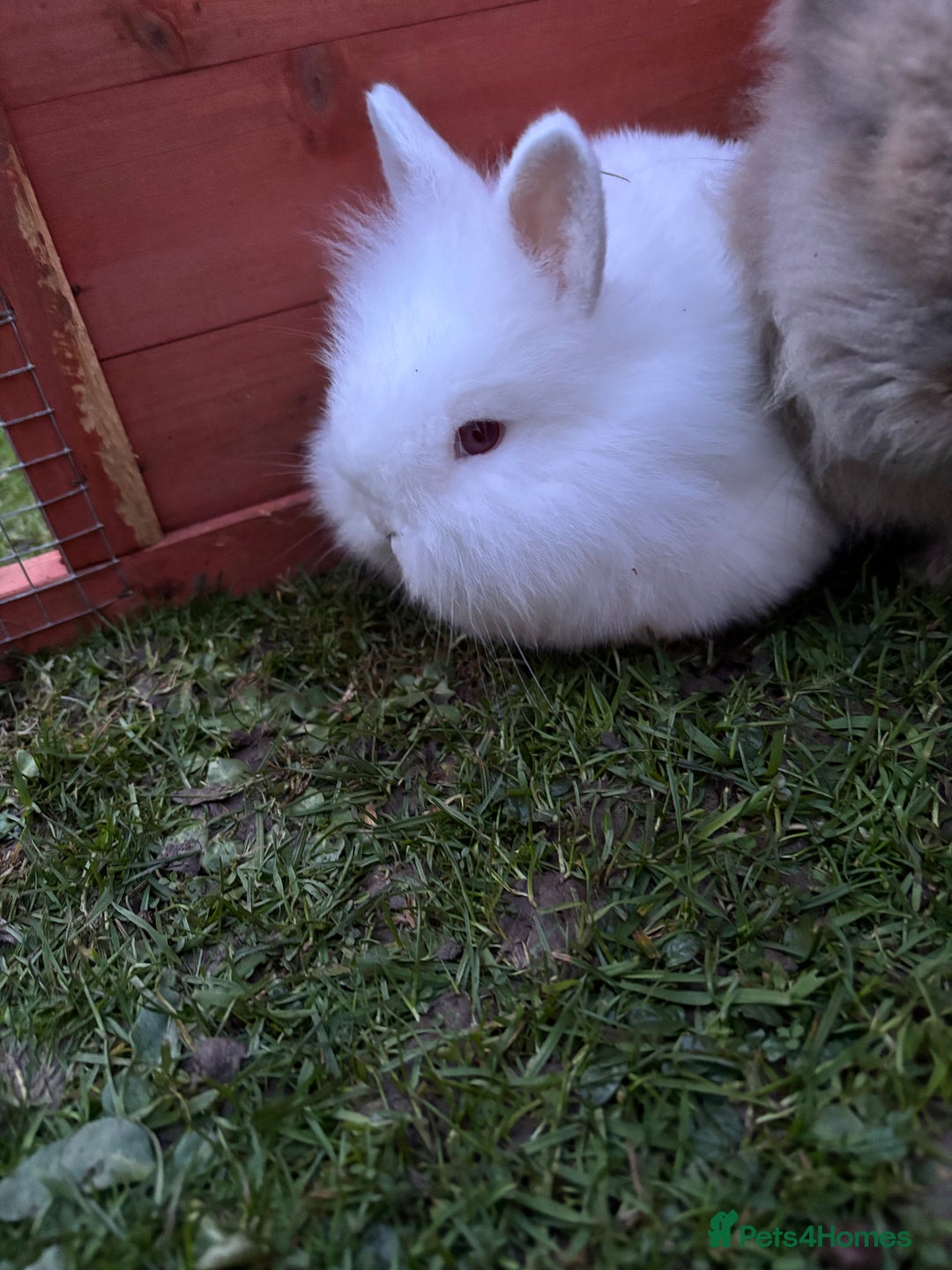 Mixed Breed rabbits for sale: Various rabbits  - Advert 8