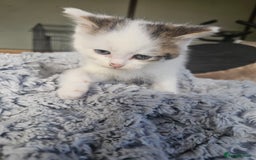Russian Blue cats for sale: Lovley Russian blue  - Image 10