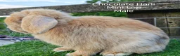 Mini Lop rabbits for sale: Various Adult Mini Lops  - Advert 8