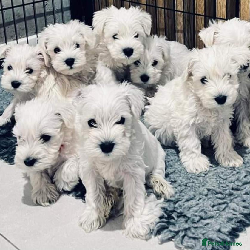 Miniature Schnauzer dogs KC Registered Miniature Shnauzers  - Advert 1