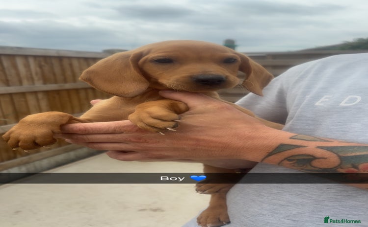 Mixed Breed dogs - Advert 16