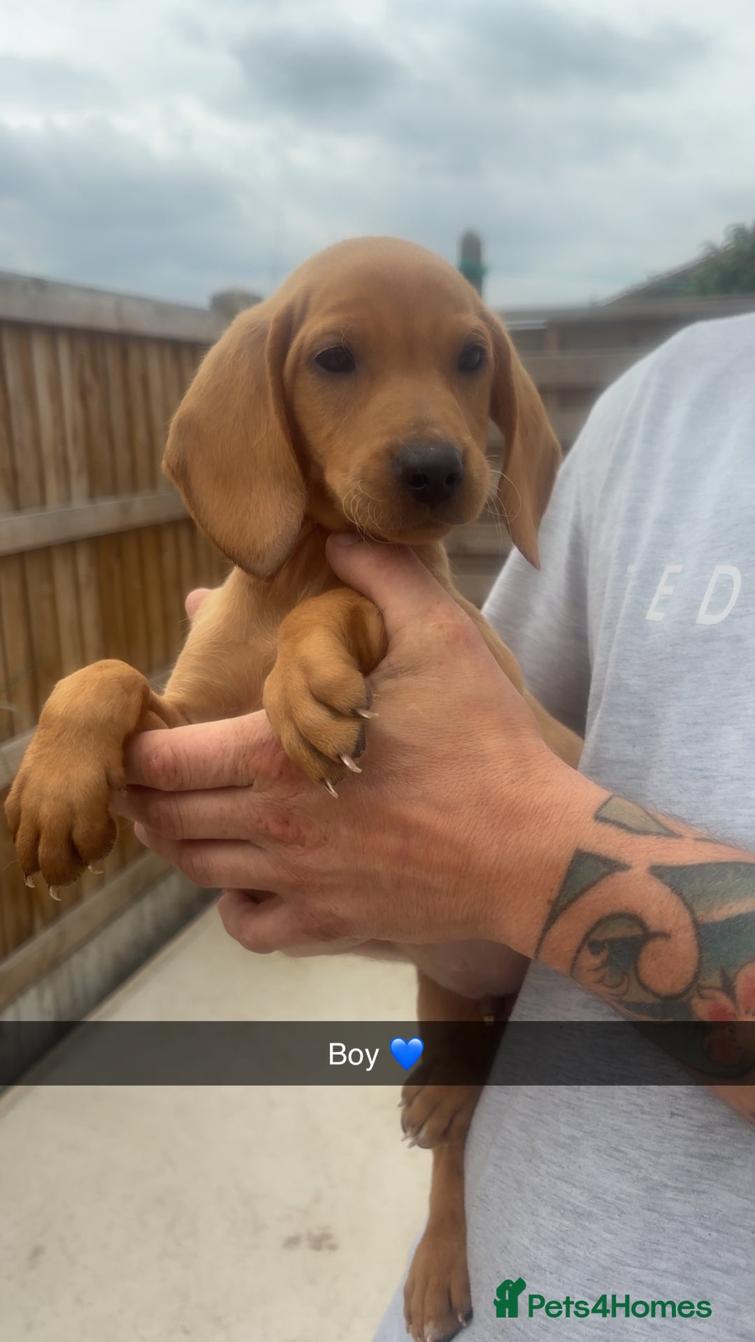 Mixed Breed dogs for sale: Beautiful Sprizla Puppies  - Image 1