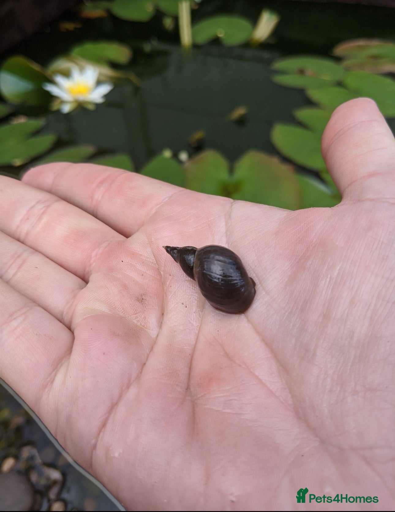 Snails invertebrates 5x Great Pond Snails – £12 Delivered 🐌 - Advert 4