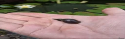 Snails invertebrates for sale: 5x Great Pond Snails – £12 Delivered 🐌 in Manchester - Advert 1