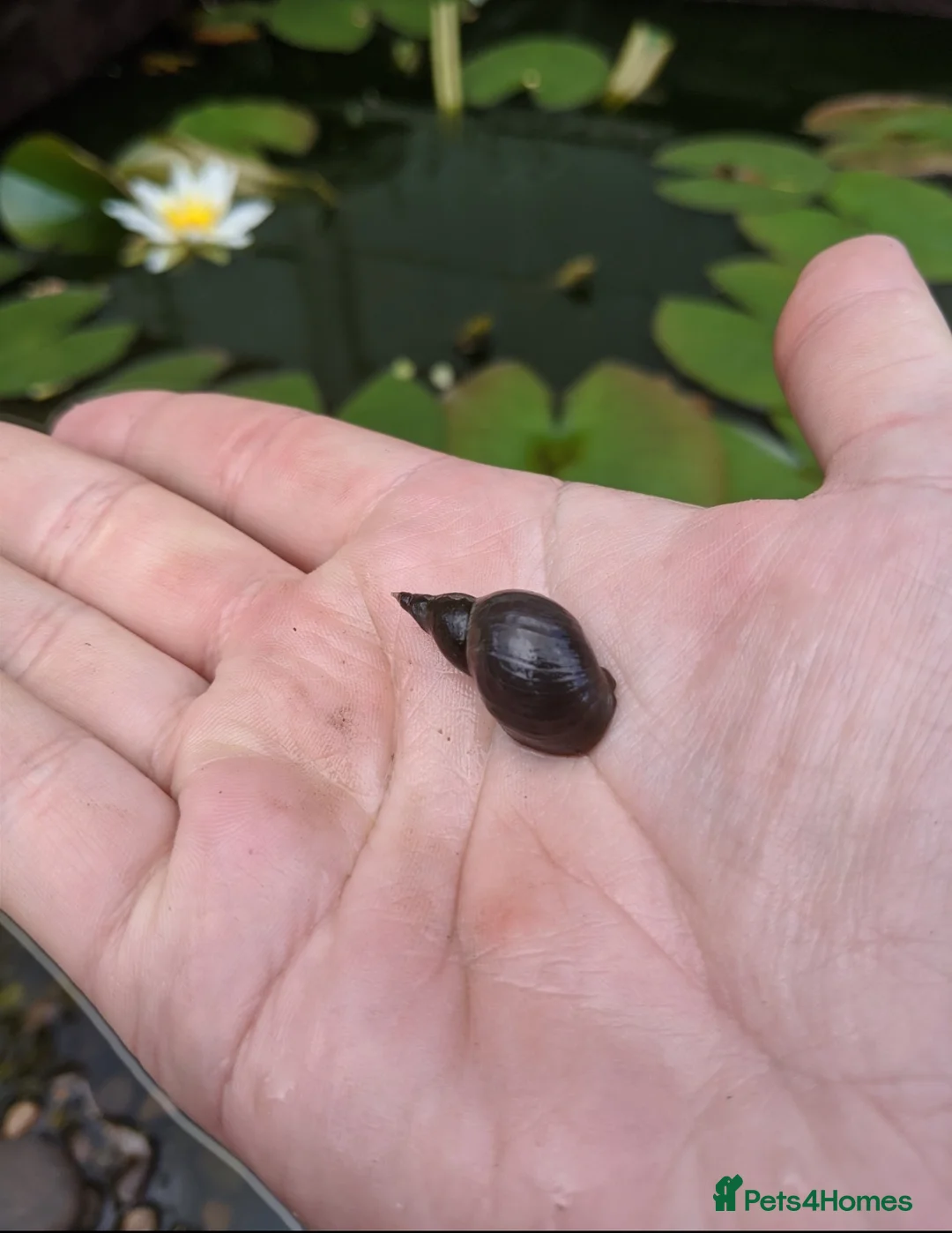 Snails invertebrates for sale: 5x Great Pond Snails – £12 Delivered 🐌 in Manchester - Advert 1
