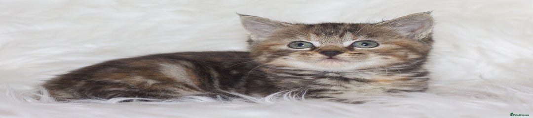 Mixed Breed Kitten 4