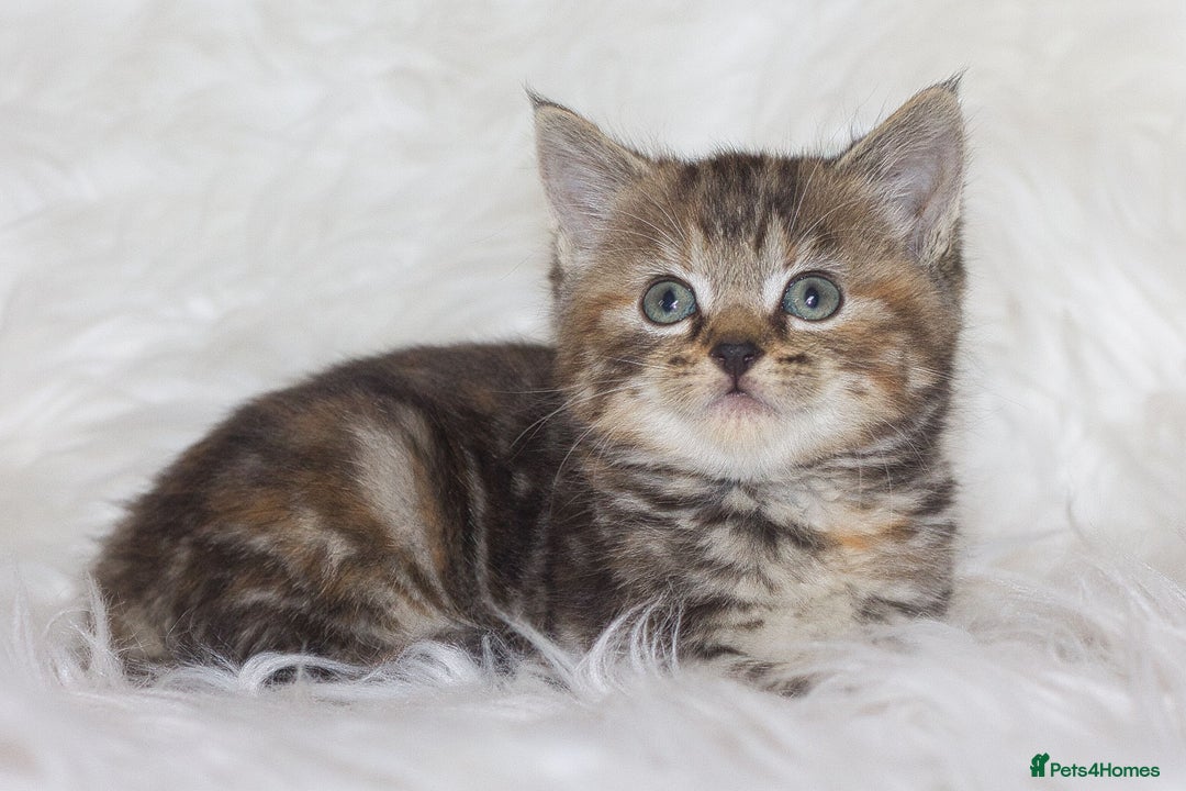 Mixed Breed cats for sale: Happy Healthy Playful Kittens - Image 12