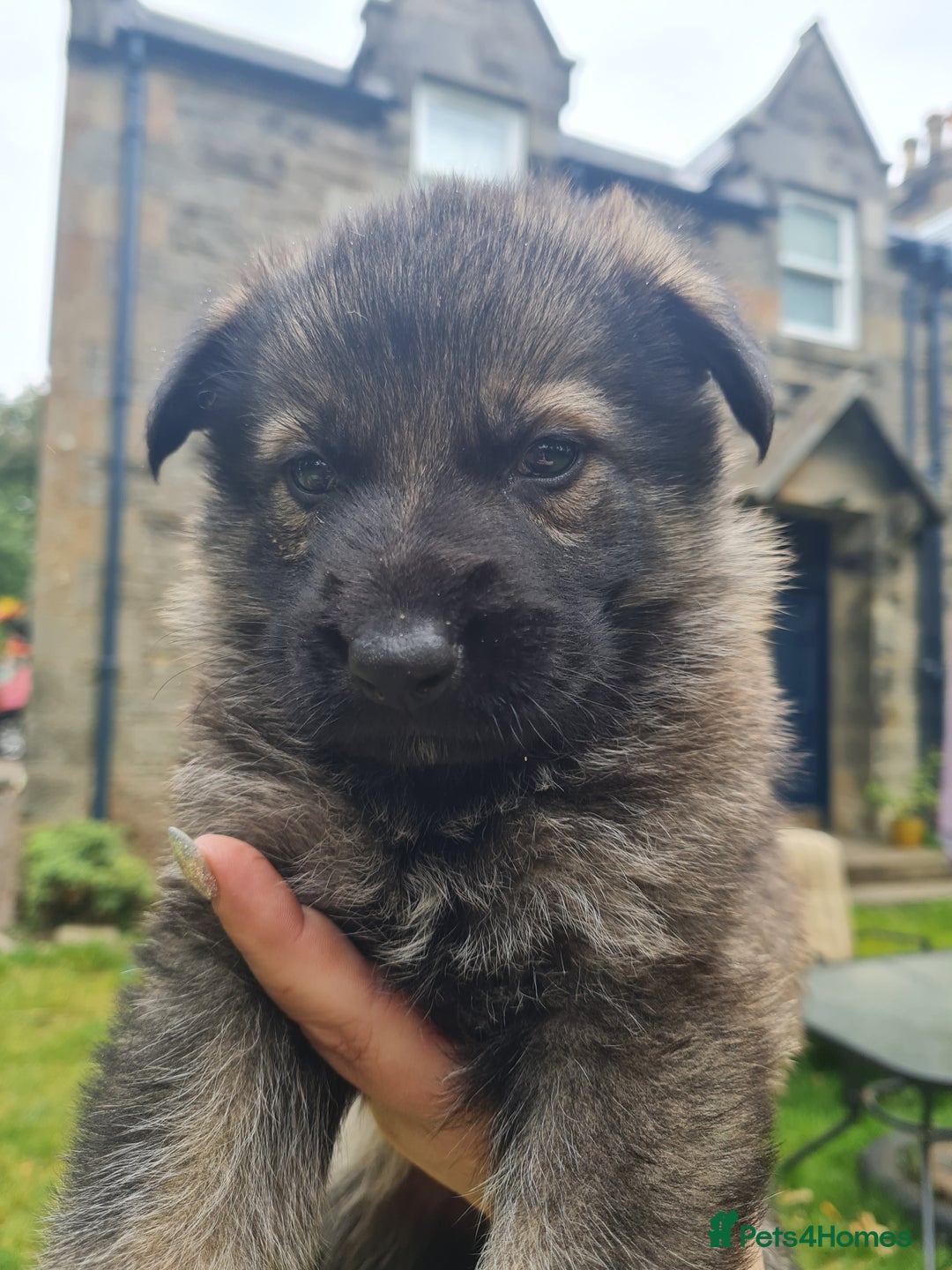 German Shepherd dogs for sale: German Shepherds by Shawhhead Shepherds  - Image 27