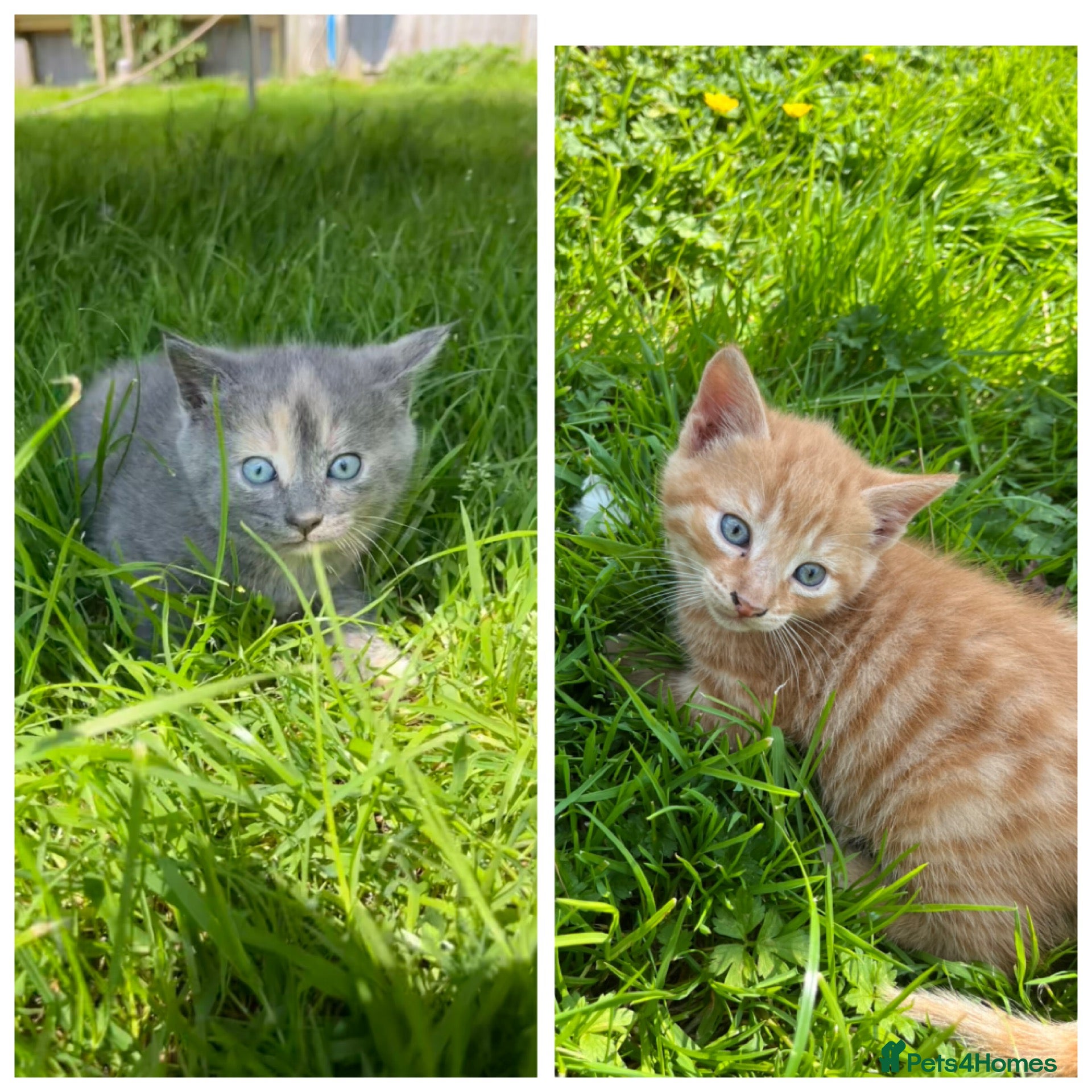 Domestic Shorthair cats Beautiful kittens looking for 5 star forever homes - Advert 23