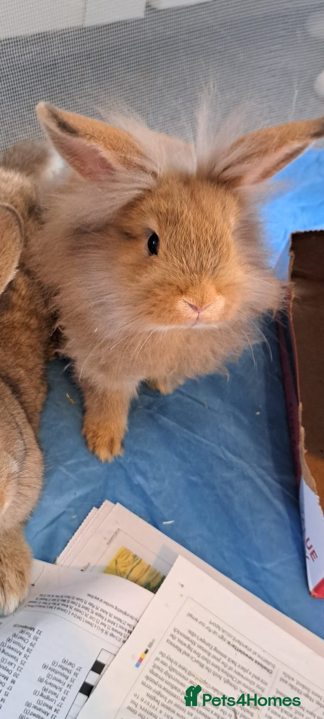 Mini Lion Lop rabbits for sale: Mini Lion Lop Does for sale! Ready to go. - Image 7