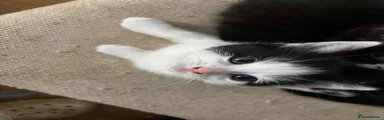 Mixed Breed Kitten 2