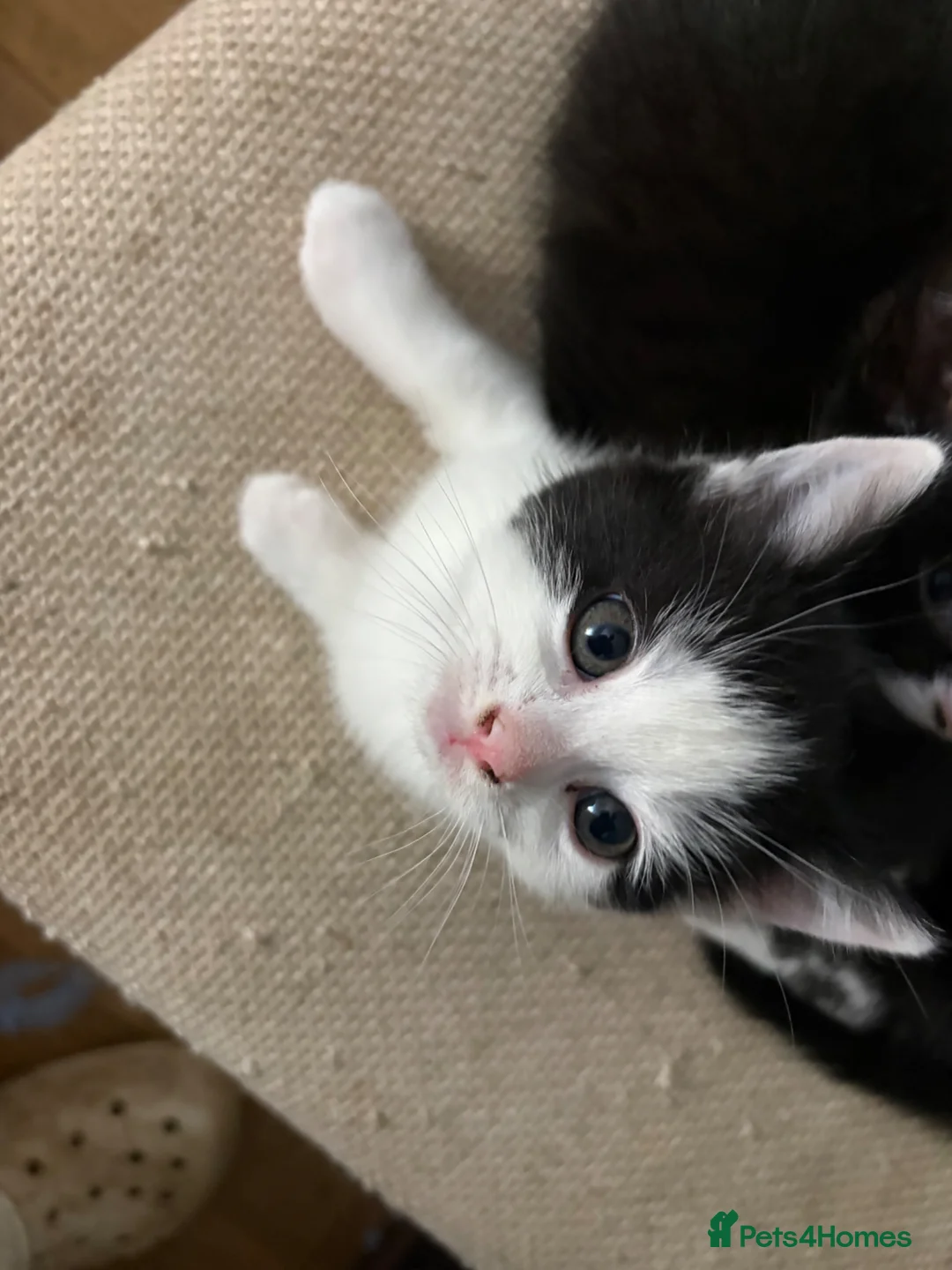 Mixed Breed cats for sale: Kittens  in Bristol - Advert 2
