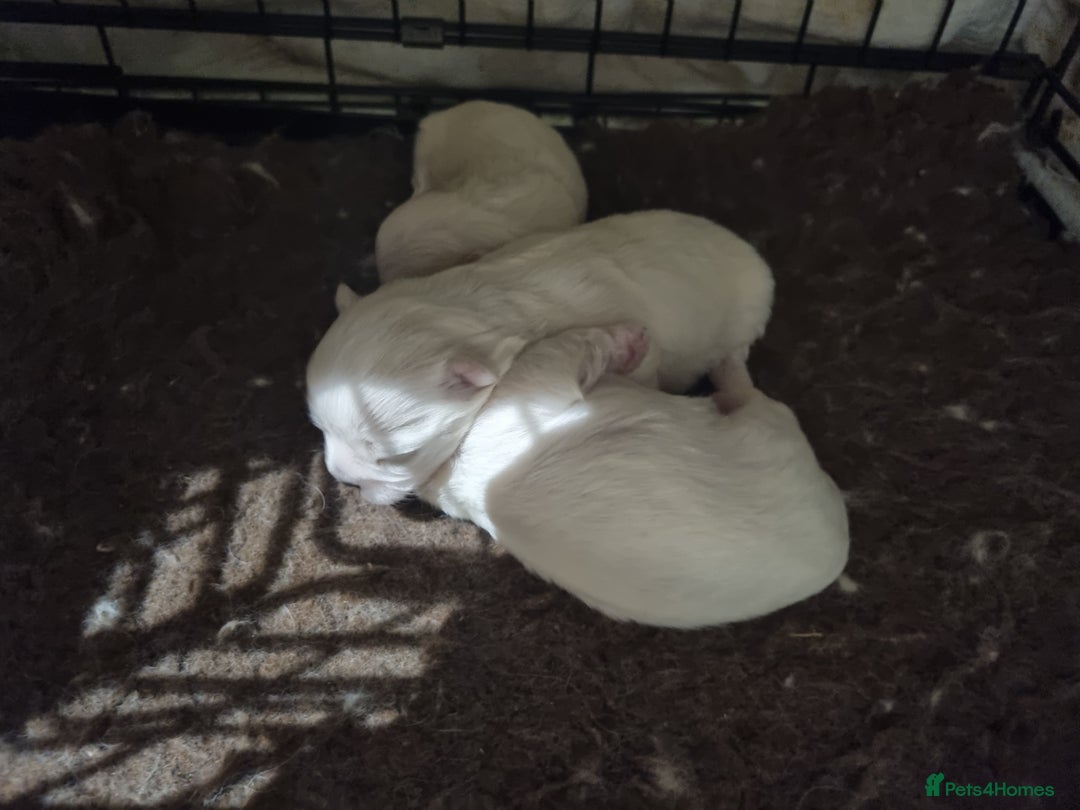 Maltese dogs for sale: Beautiful miniature maltese puppies  - Image 9