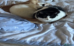 Arabian Mau cats for sale: Zayn & Rafa - Rescue Arabian Maus - Image 7