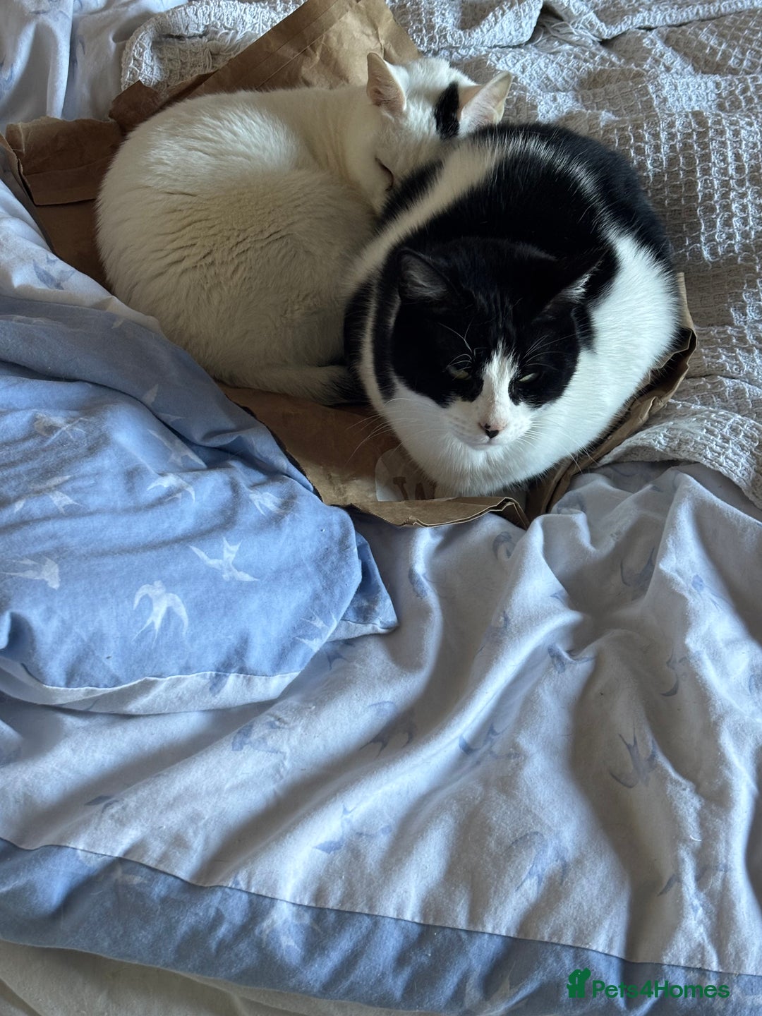Arabian Mau cats for sale: Zayn & Rafa - Rescue Arabian Maus - Image 7