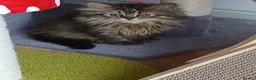 Siberian cats for sale: Pure Siberian kittens for sale - Advert 17