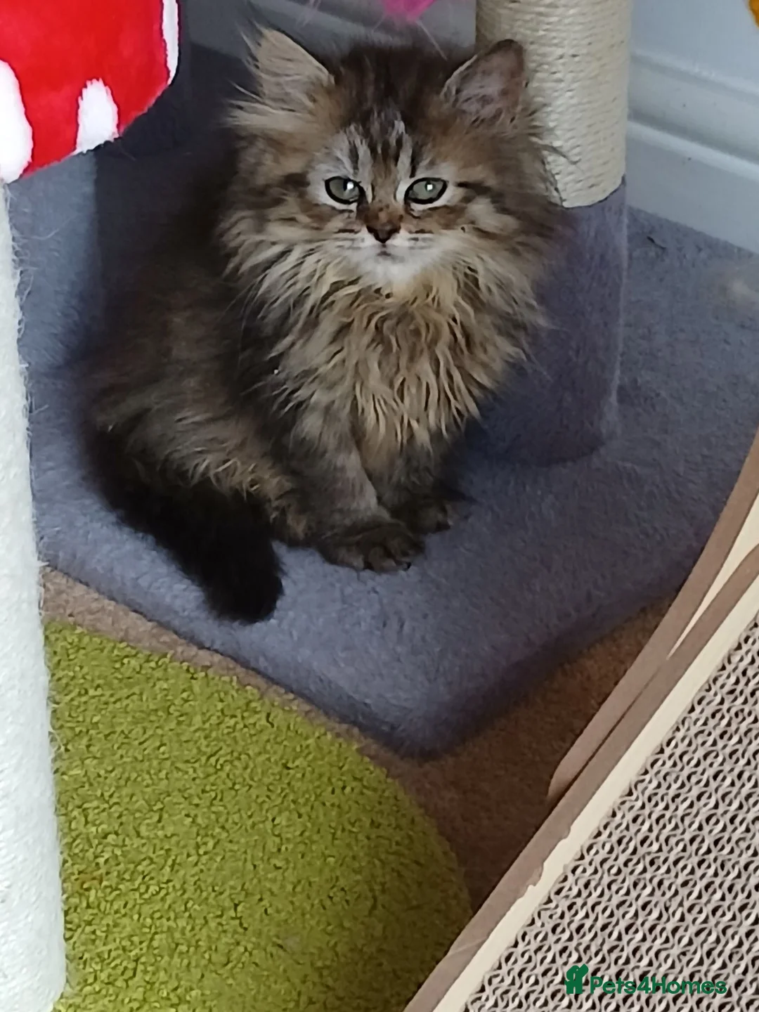 Siberian cats for sale: Pure Siberian kittens for sale - Advert 17