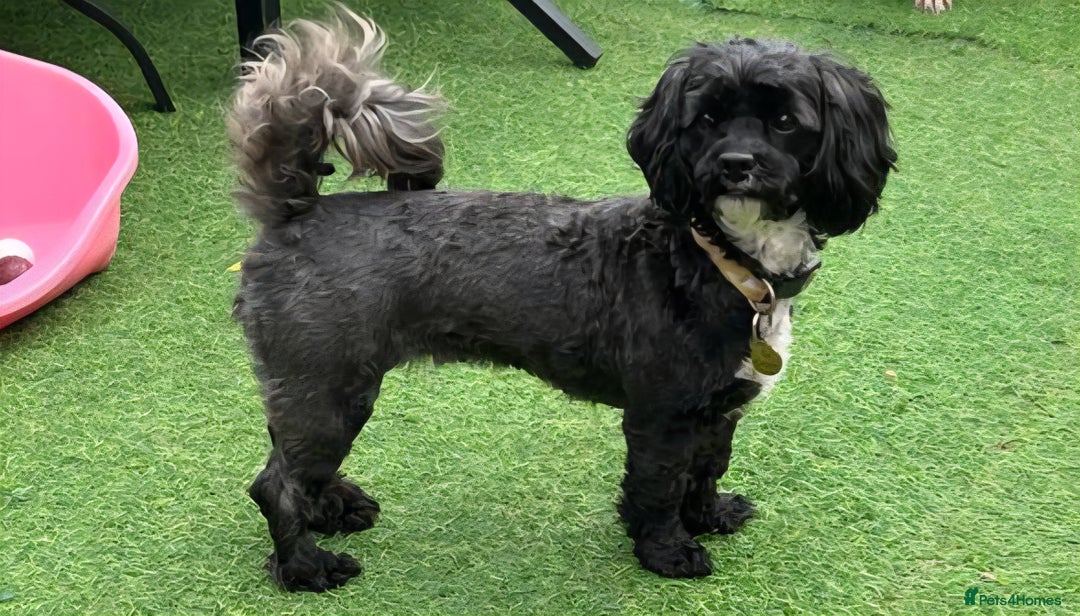 Shihpoo dogs for sale: 🌟 Adorable Shihpoo Puppies 🌟 - Image 8