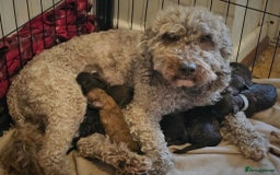 Cockapoo dogs for sale: sable & phantom & tri colour cockapoo puppies  - Image 6