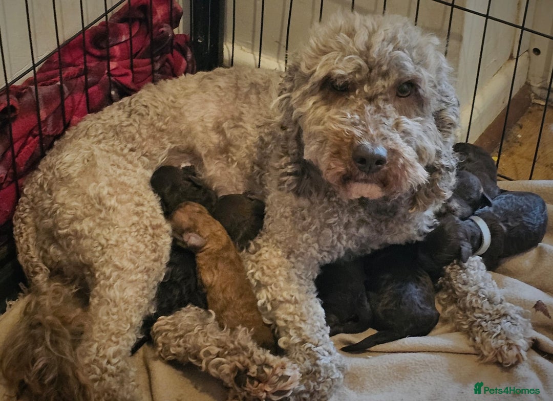 Cockapoo dogs for sale: sable & phantom & tri colour cockapoo puppies  - Image 6