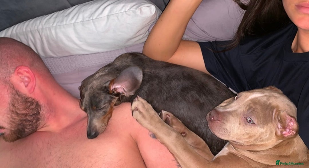 Dachshund dogs for sale: FREE TO THE PERFECT HOME - Advert 8