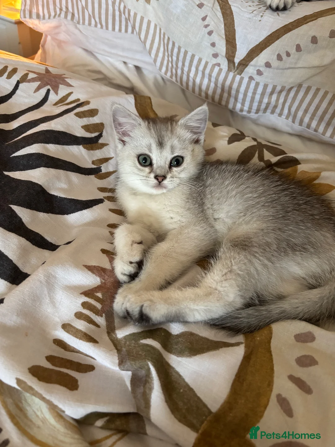 Scottish Fold cats for sale: Snow spot Scottish fold kittens - Advert 2