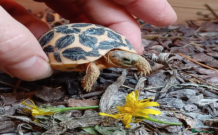 Tortoise reptiles - Advert 6