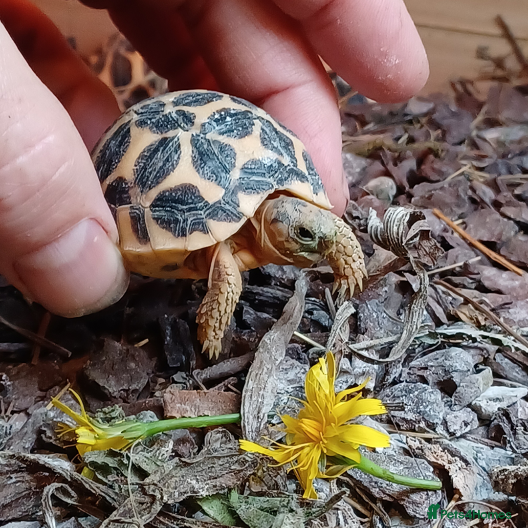 Tortoise reptiles for sale: INDIAN STAR BABIES UK BRED JULY 2025 - Image 1